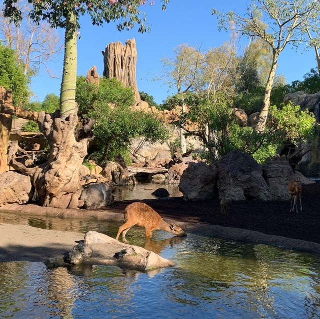 vlc-bioparc-valenciacard-img