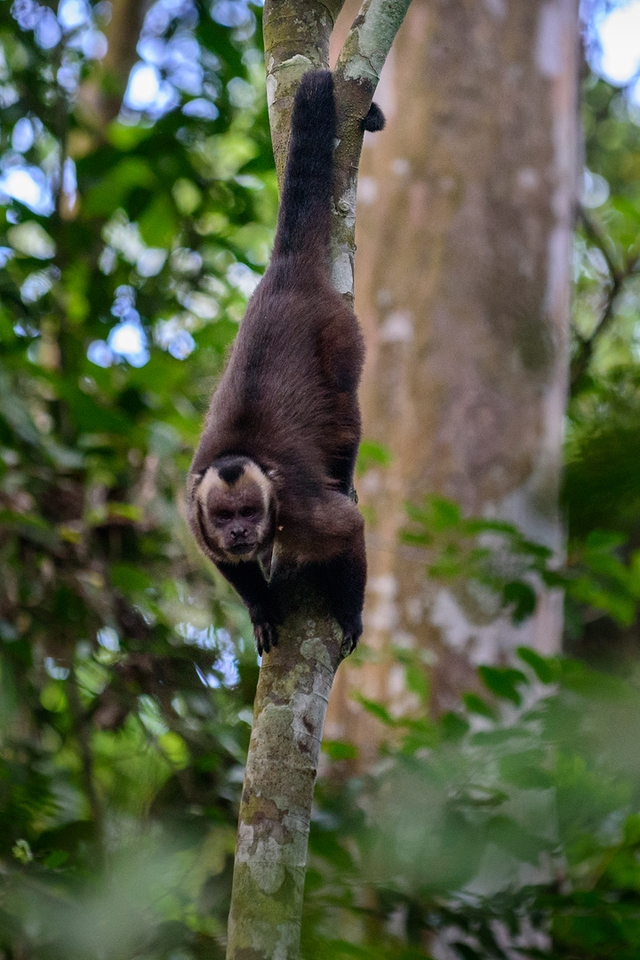pem-monkey-islandcard-img